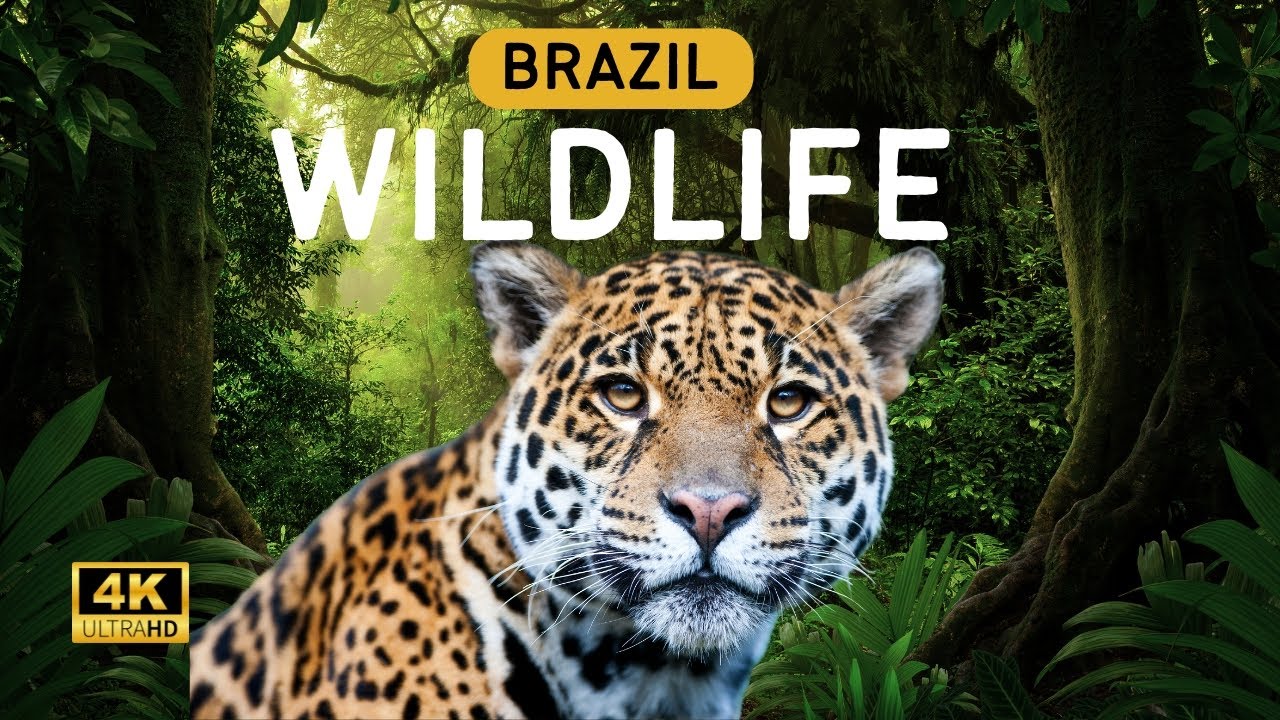 Exploring the Untamed Beauty of Wildlife in Brazil | 4K Nature Documentary