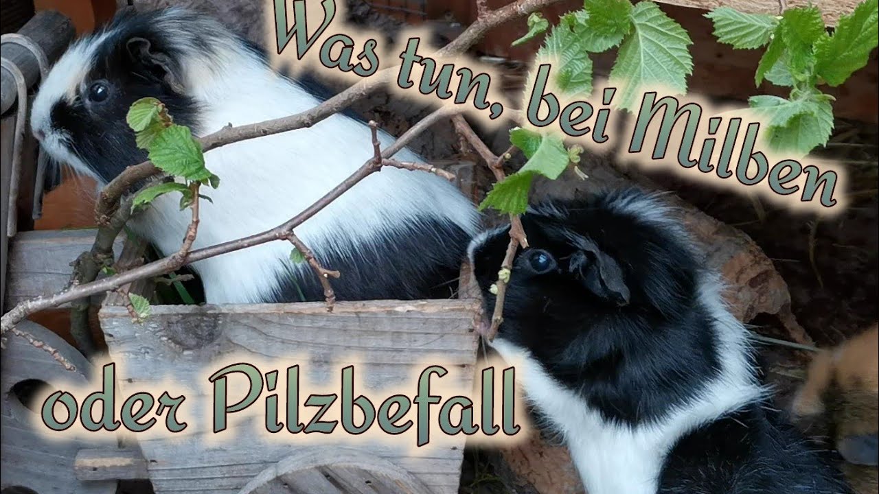 Infos zum Milben- u Pilzbefall bei Meerschweinchen + Welche Zweige für Meerschweinchen zum Fressen