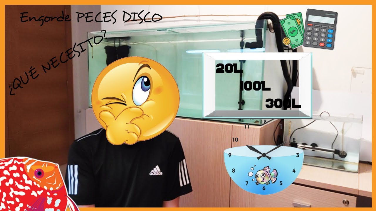 Qué necesitas para realizar un ENGORDE DE PECES DISCO | AQUARIS
