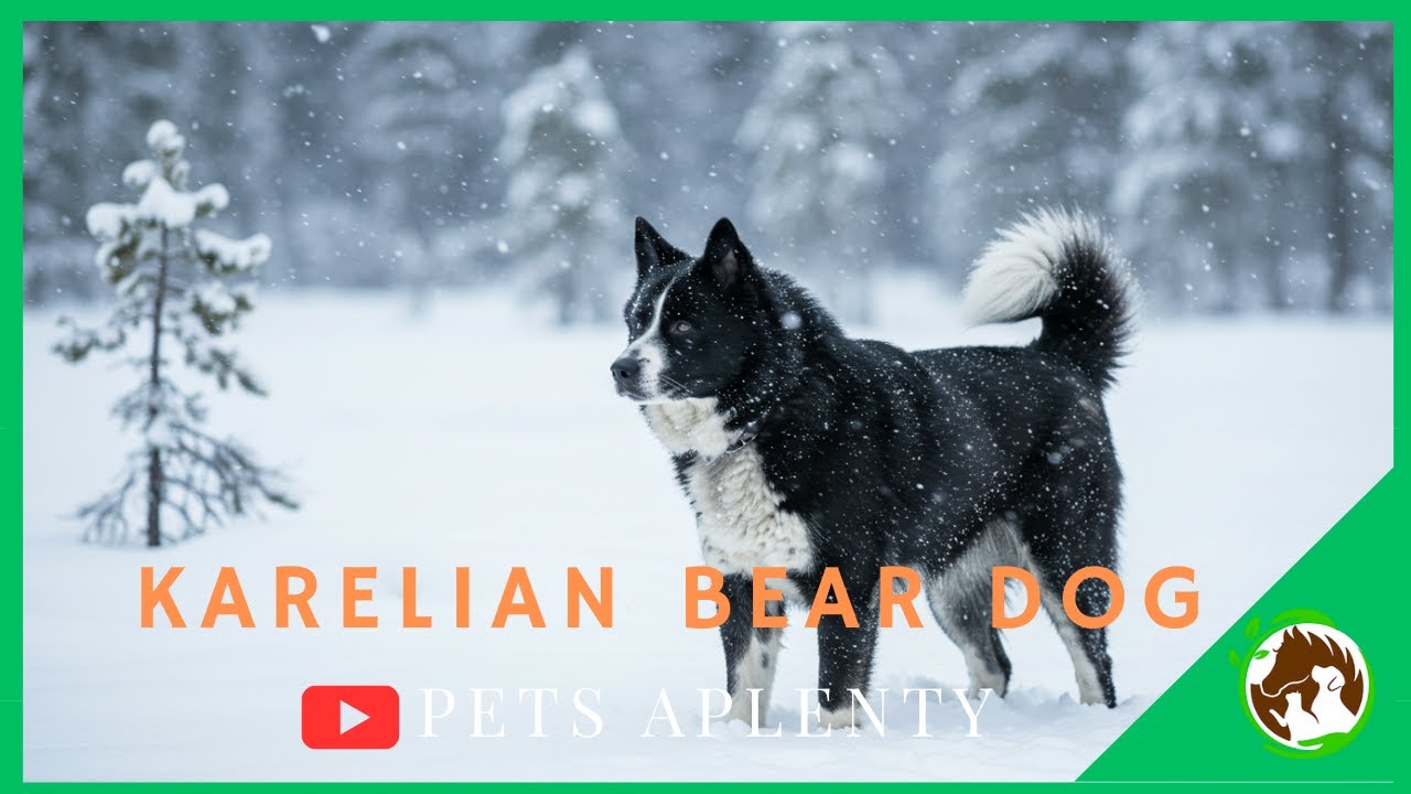 Why YOU Need a Karelian Bear Dog in Your Life!