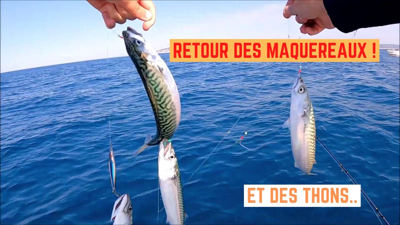 Les MAQUEREAUX sont de RETOUR ! Et les THONS..