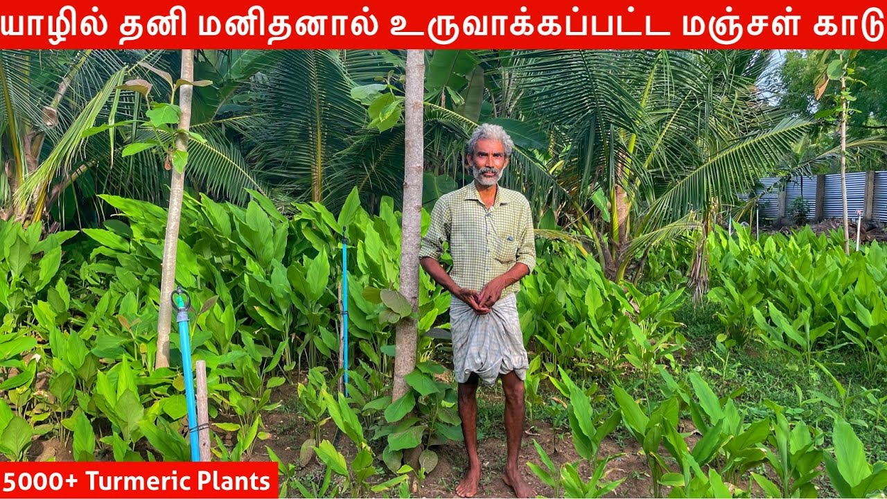 யாழில் மிகப்பெரிய மஞ்சள் தோட்டம்  Jaffna Turmeric Garden | Jaffna Suthan