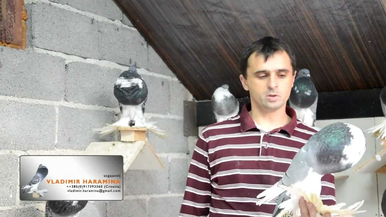 Golubovi - pomeranski gušan - Vladimir Haramina