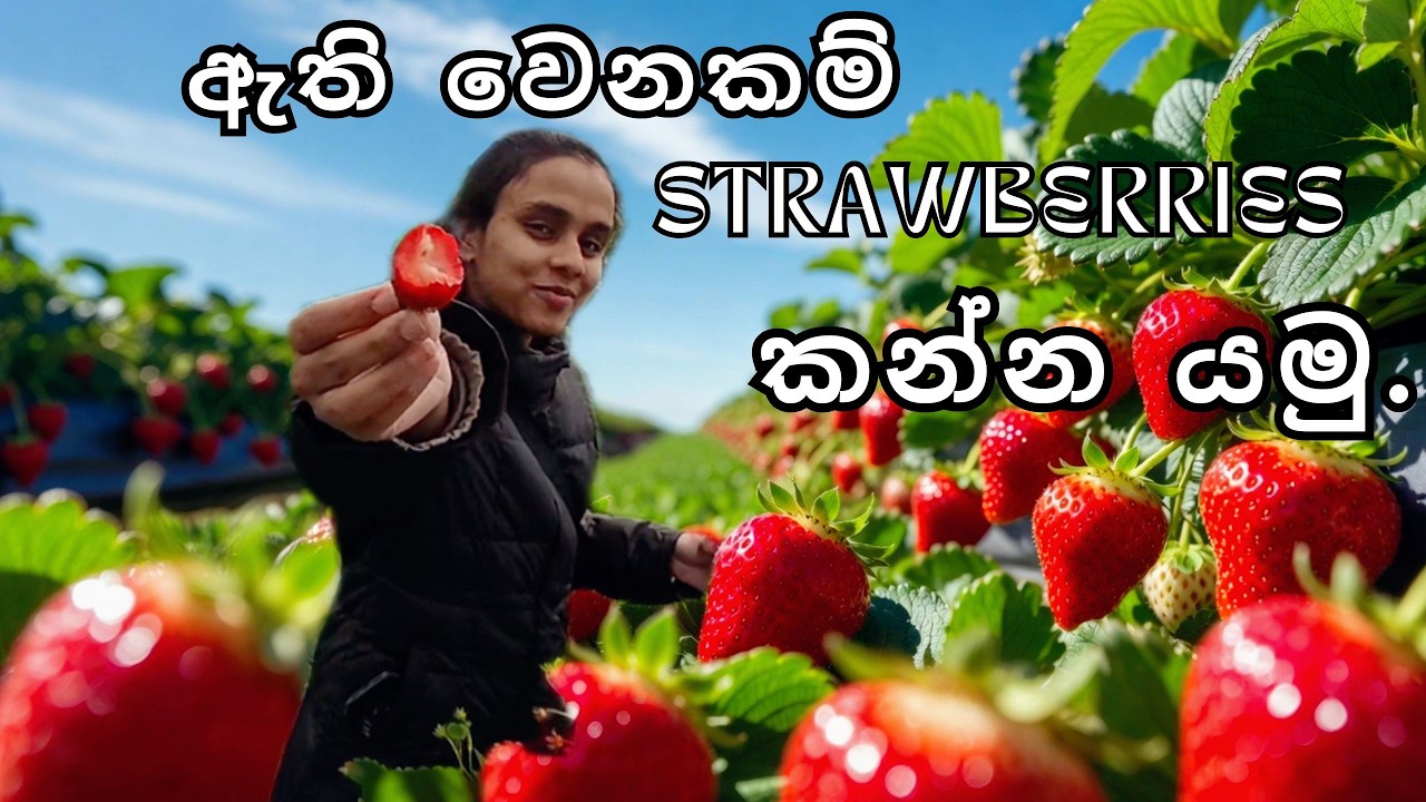 ජපානයේ ස්ට්‍රෝබෙරි ෆාර්ම් එකකට යමු | බඩ පැලෙන්න ස්ට්‍රෝබෙරි | Japanese Strawberry Farms| いちご🍓