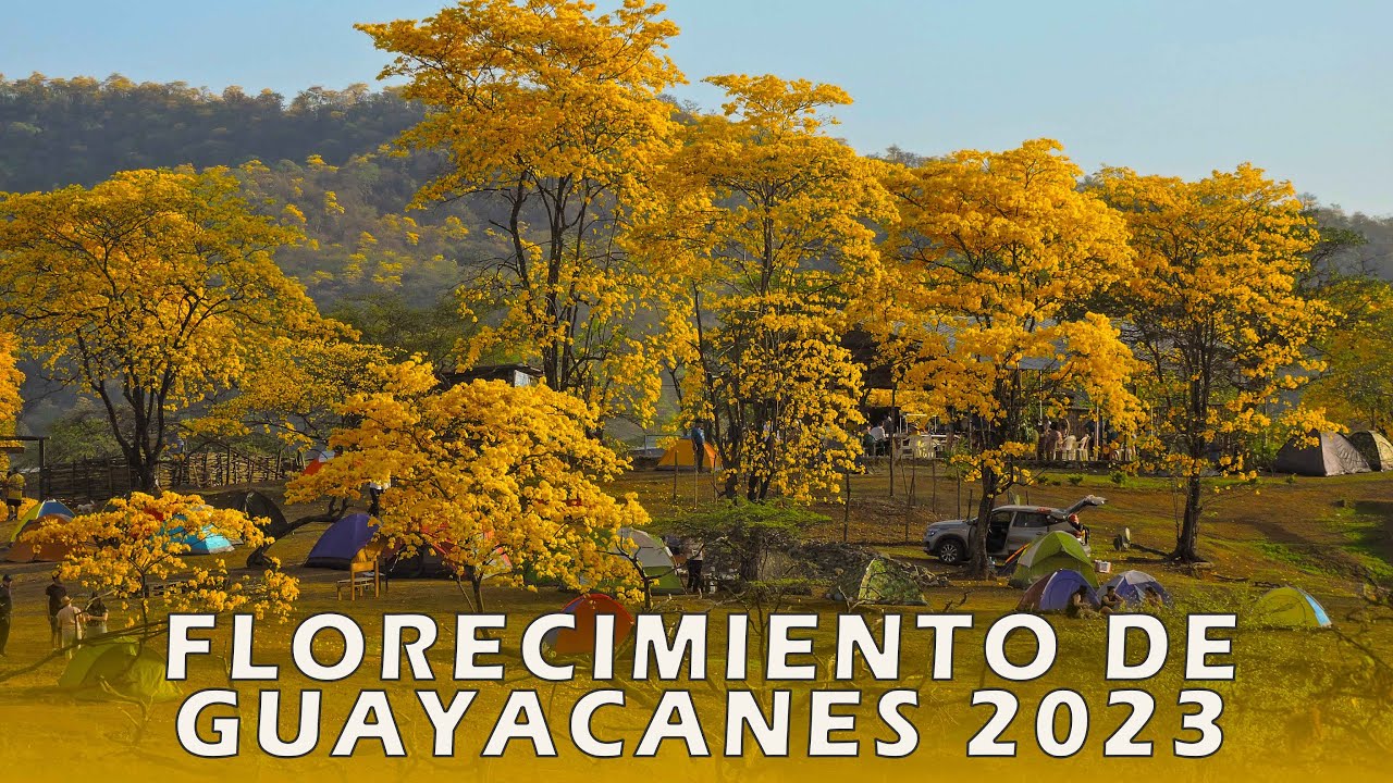 FLORECIMIENTO DE GUAYACANES 2023 - Mangahurco - Ecuador