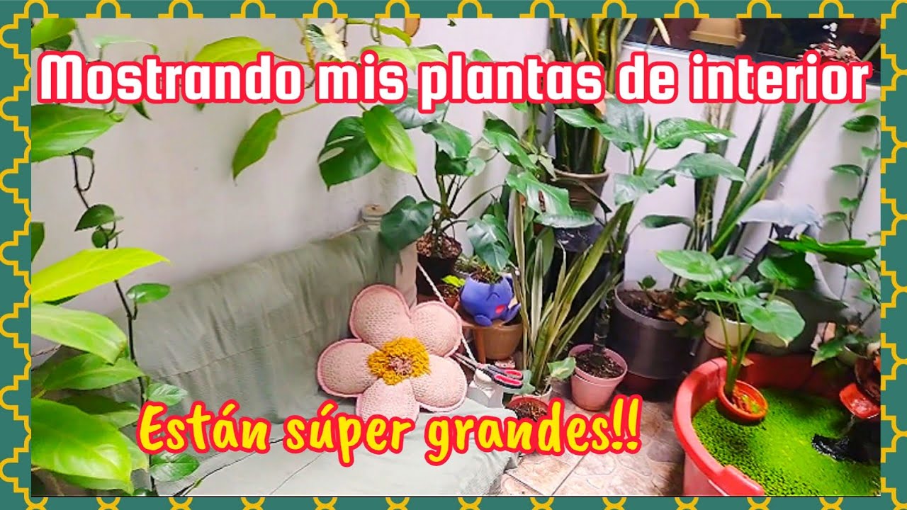 TOUR POR MIS PLANTAS DE INTERIOR, ya están grandes!! 🥳.