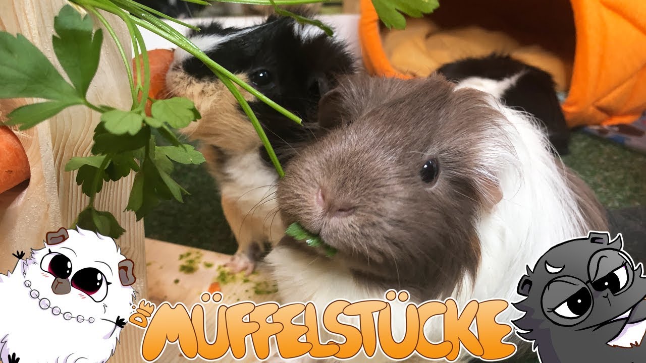 Meerschweinchen klettern auf Bäume | Die Müffelstücke
