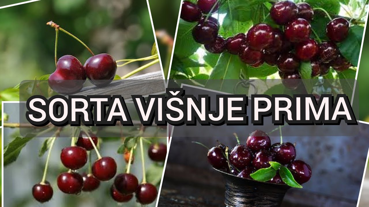 Ovo je autohtona sorta vi&scaron;nje prima koju morate imati odlična za organski uzgoj