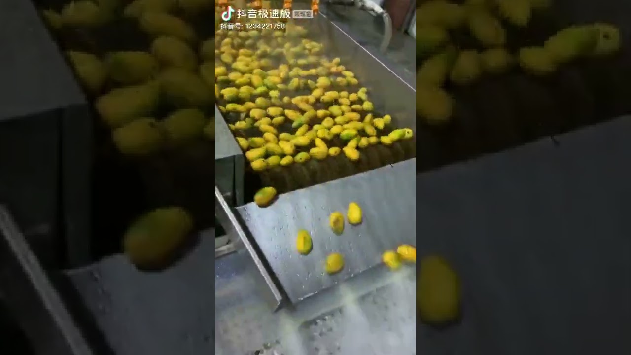Mango washing machie,fruits brush washer with high pressure,for lemon,mango,apple,etc.