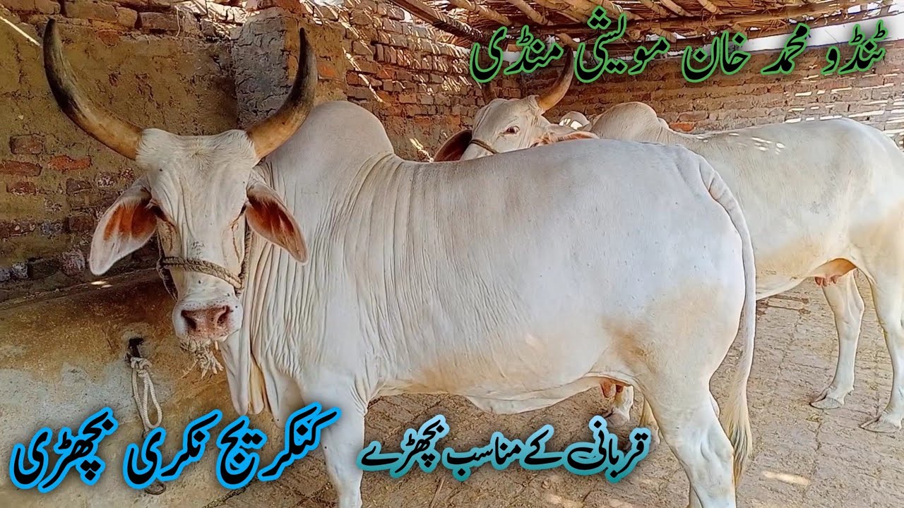 kankrej nukri bachri or Qurbani k bachre | Sindhi Cattle Market | 20 April 2024