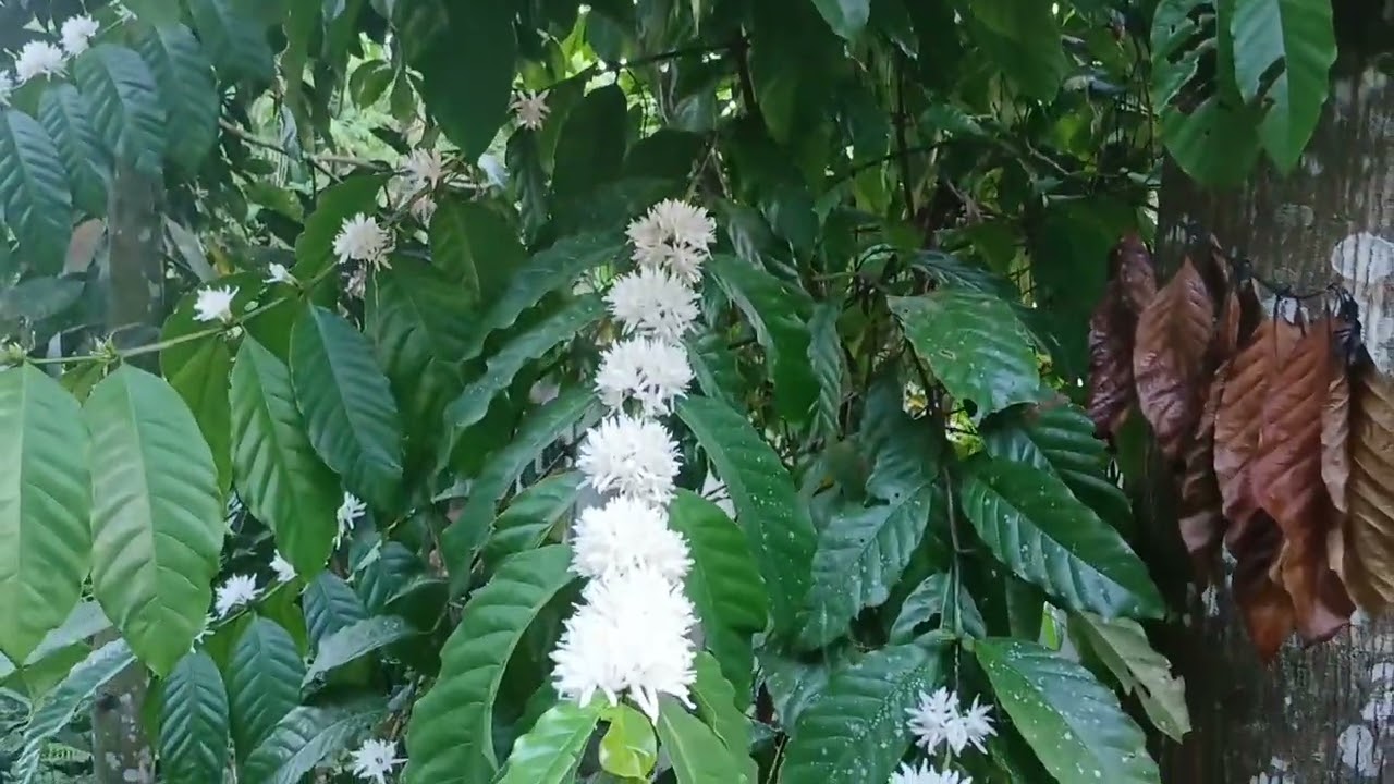 Ang mahalimuyak na bulaklak ng kape
