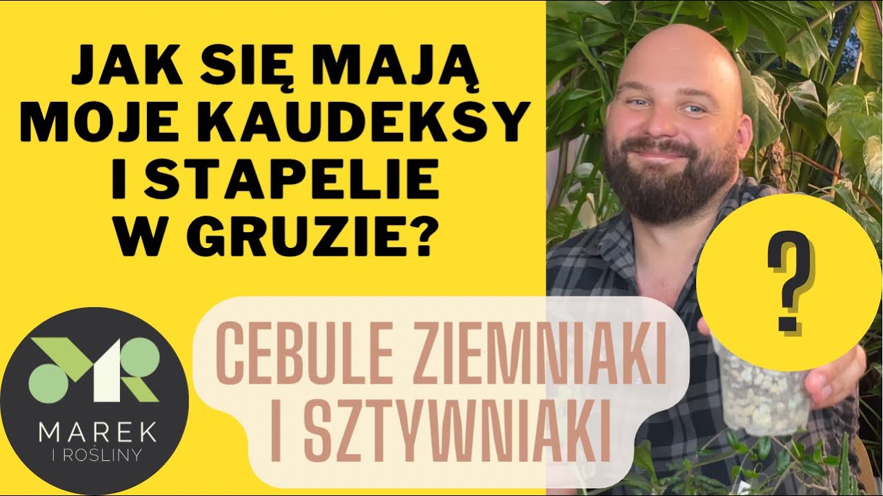 Jak się mają kaudeksy i stapelie w gruzie? Przegląd ziemniaków, cebul i sztywniaków😜