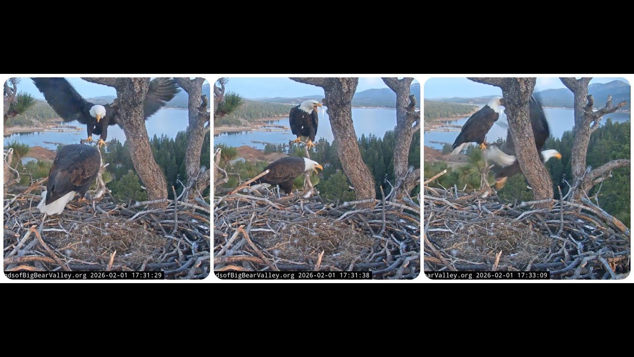 Shadow and Jackie meet in the nest 01.02.2026 @FOBBVCAM