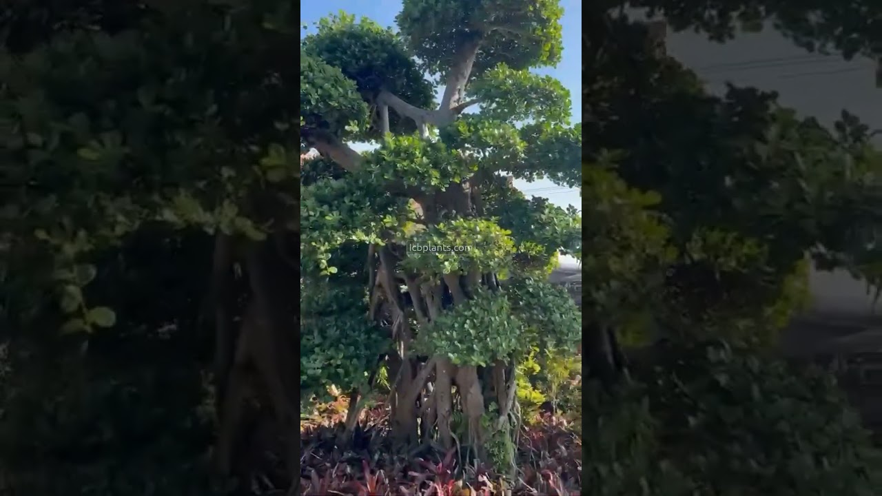 XL Beringin Dollar Tree | Indo Cipanas Bonsai Collection