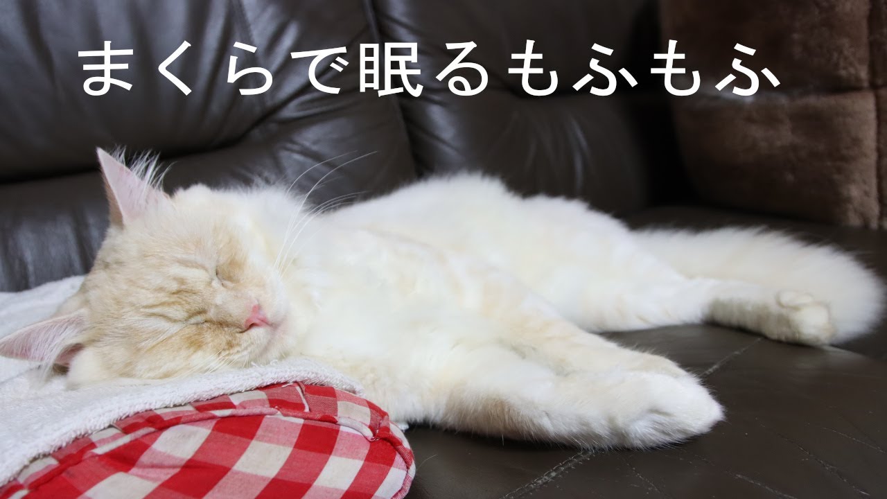 枕しておやすみもふもふ　201108