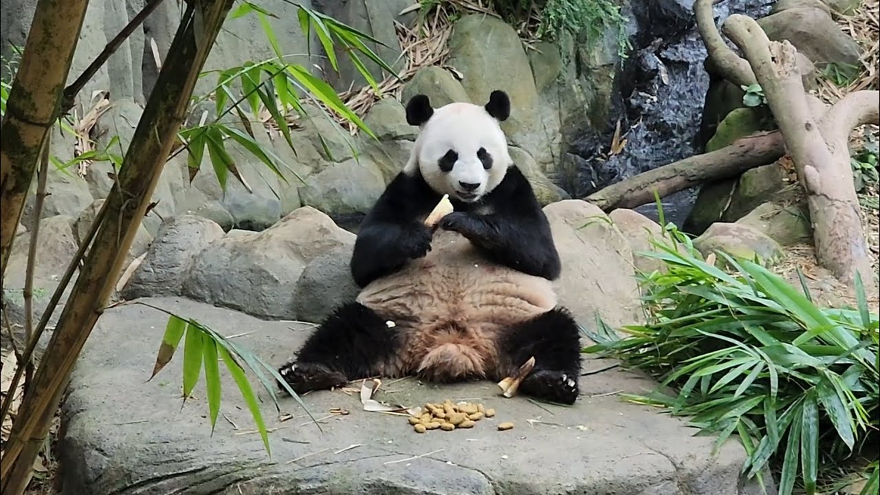 20240118 Giant Panda Jia Jia 嘉嘉 returns to her exhibit after Le Le left @ River Wonders 新加坡河川生态园