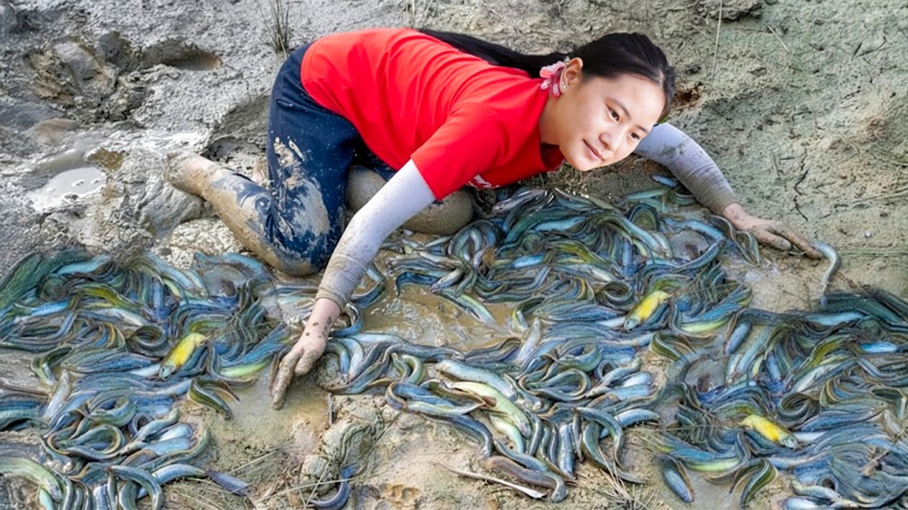 Harvesting Many Mud Loaches Hidden Under Mud & Goes to Market Sell – Mountain Forest Life
