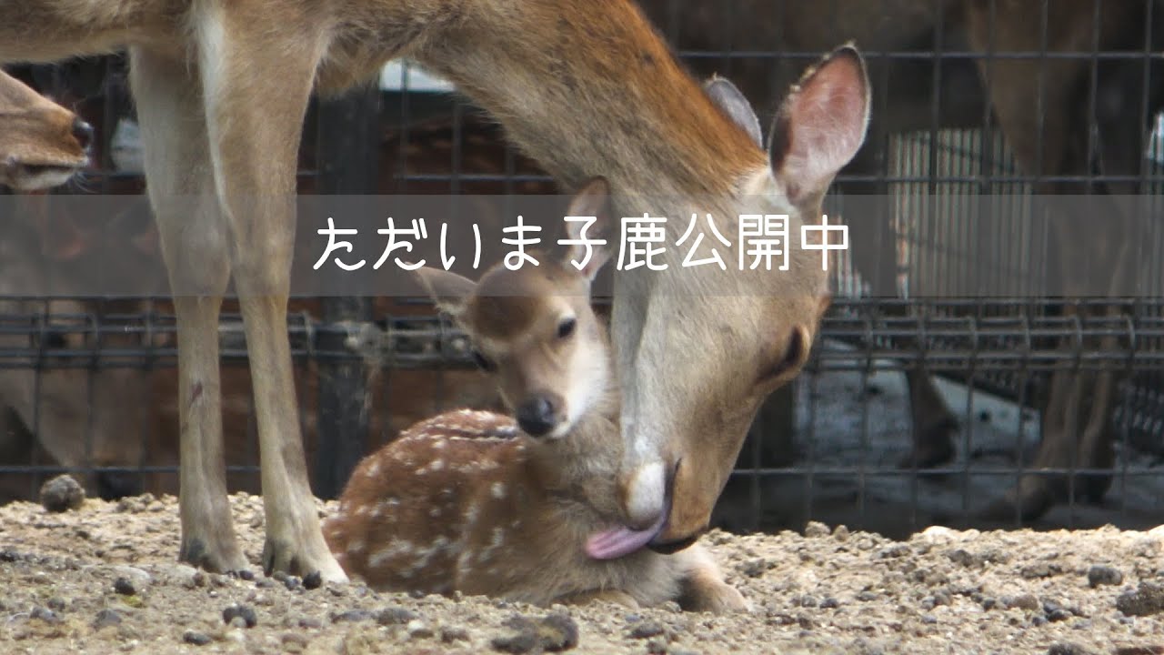 鹿ニュース　ただいま子鹿公開中　鹿苑　奈良市春日野町