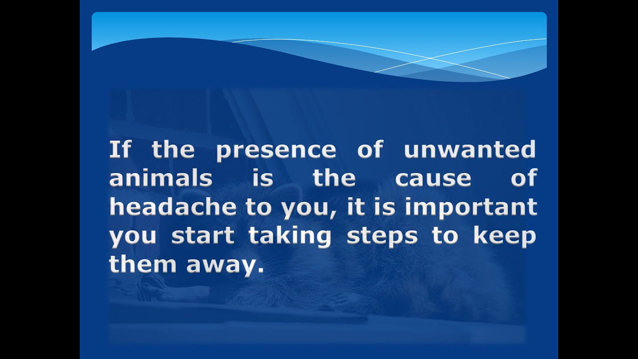 7 Useful Tips to Control Animal in&nbsp;Toronto | Optimum Services Pest Control Company in Toronto