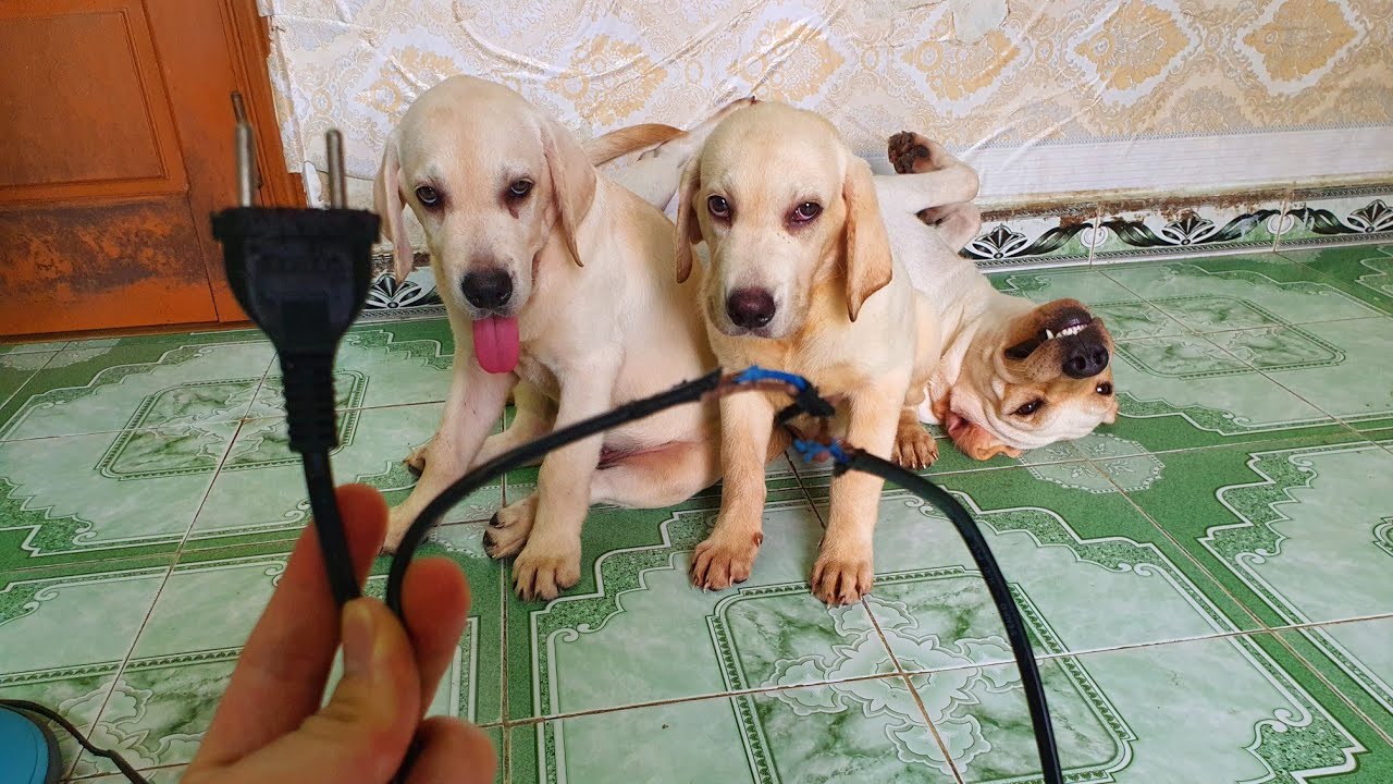 Chút Chít gần bị điện giật, Cảm động khi Kim Chi nhận tội thay các con