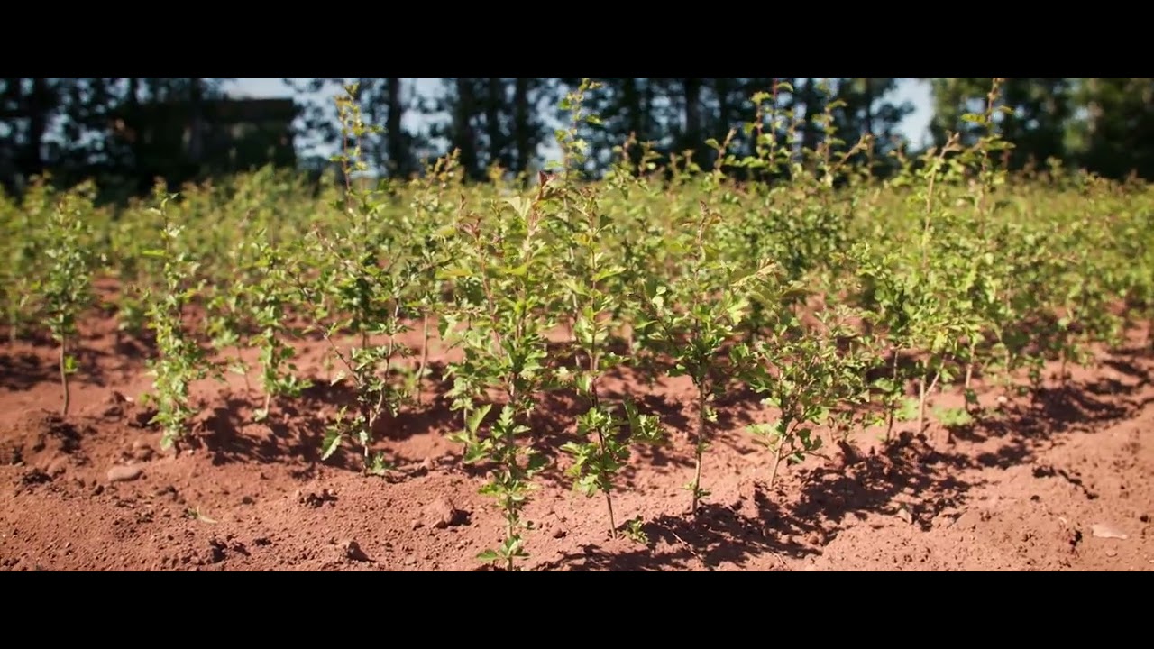 Wyevale Trees and Transplants