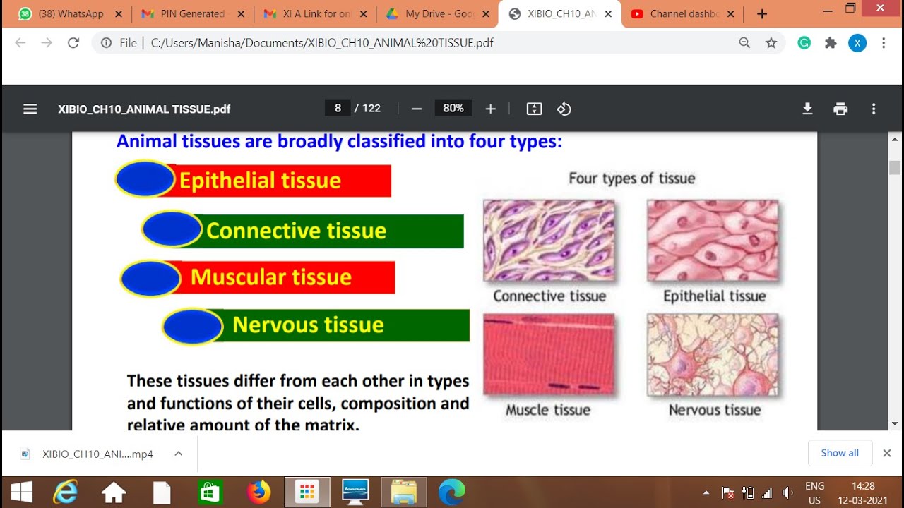 XIBIO CH10 ANIMAL TISSUE EPITHELIAL