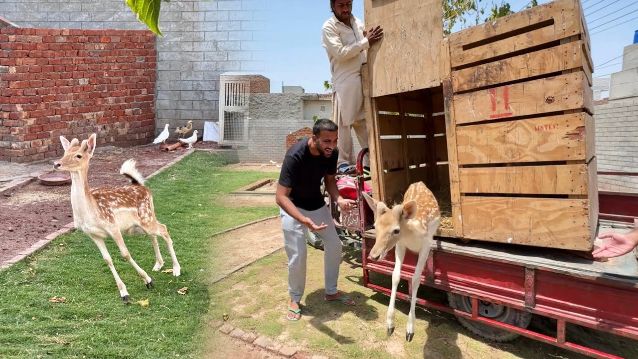 Surprise Animal Agiya😍Mini Zoo Main Beautiful Deer❤️