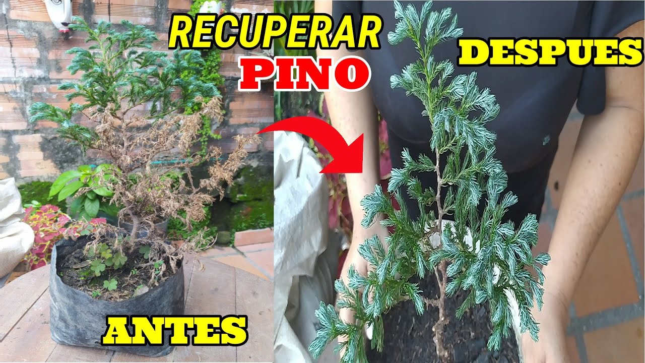 🌲Como❓ RECUPERAR un PINO 🌲 AZUL  *fácil y rápido* 