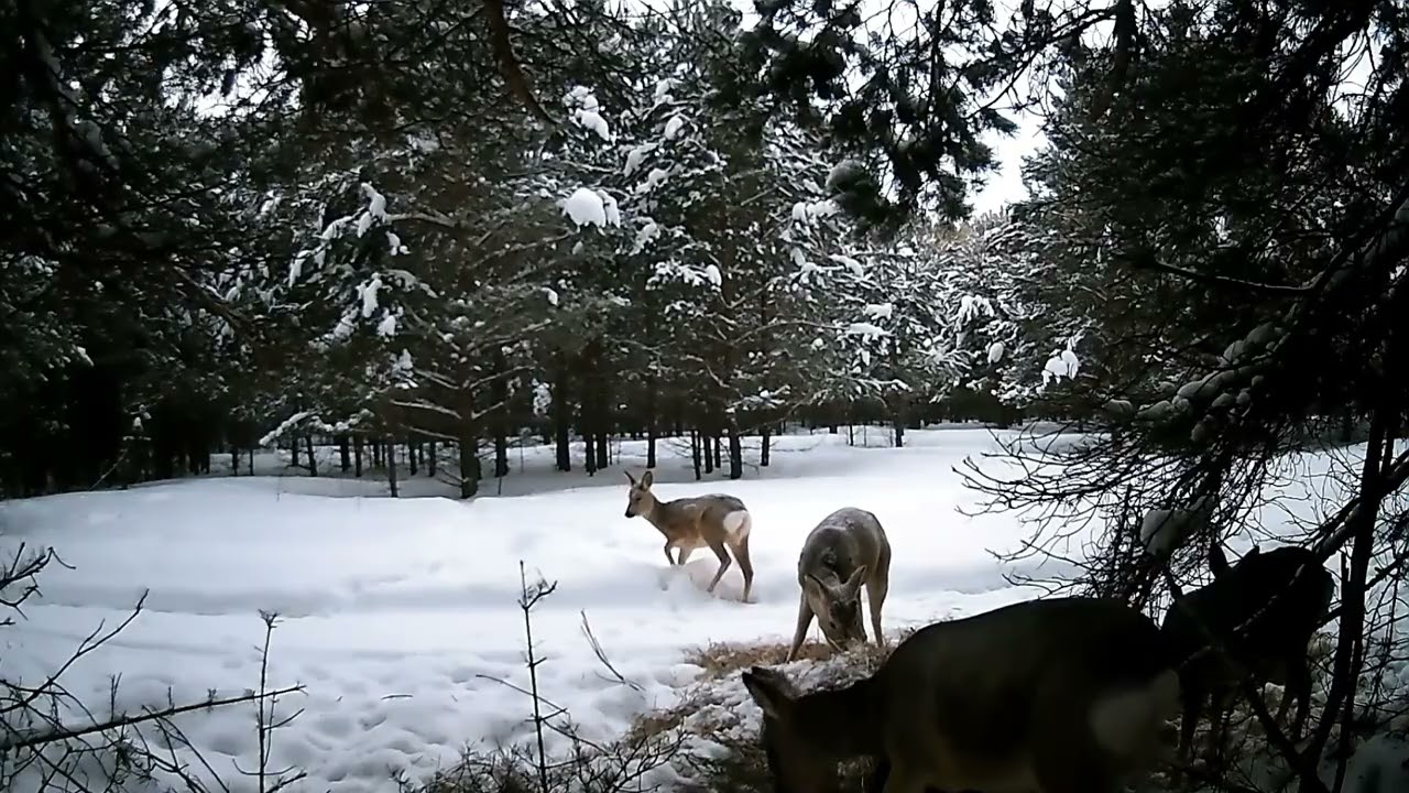 Сено для косули.