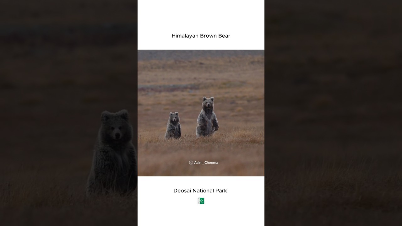 Himalayan Brown Bear - Pakistan #deosainationalpark #skardu #pakistan