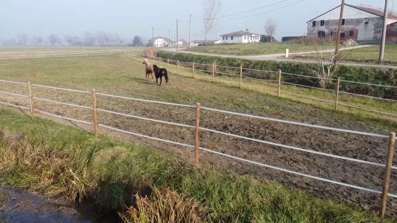 Paddok Vibes: la giornata tipo dei nostri giovani Quarter Horse