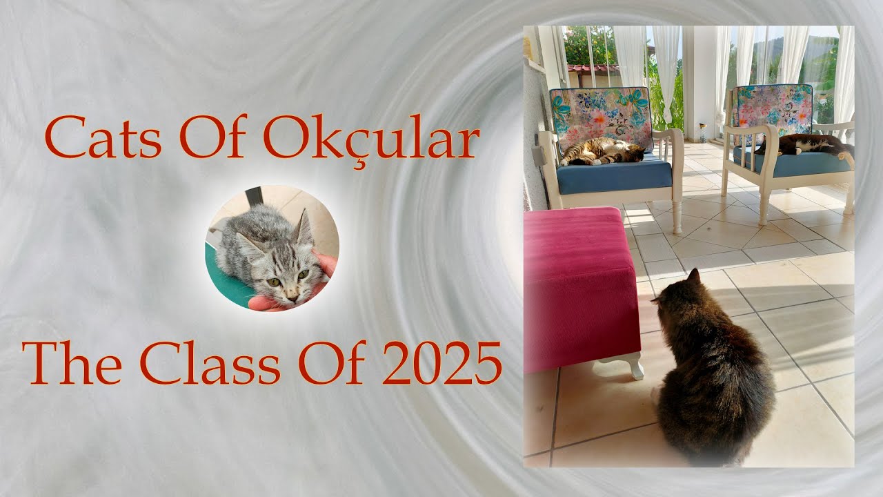 Cats of Okçular - The Class of 2025