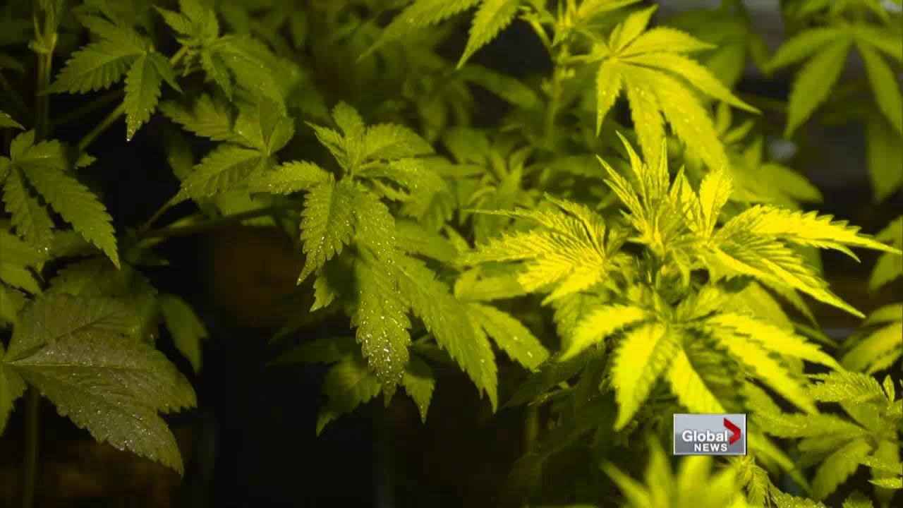 Truth behind marijuana licenses in Canada
