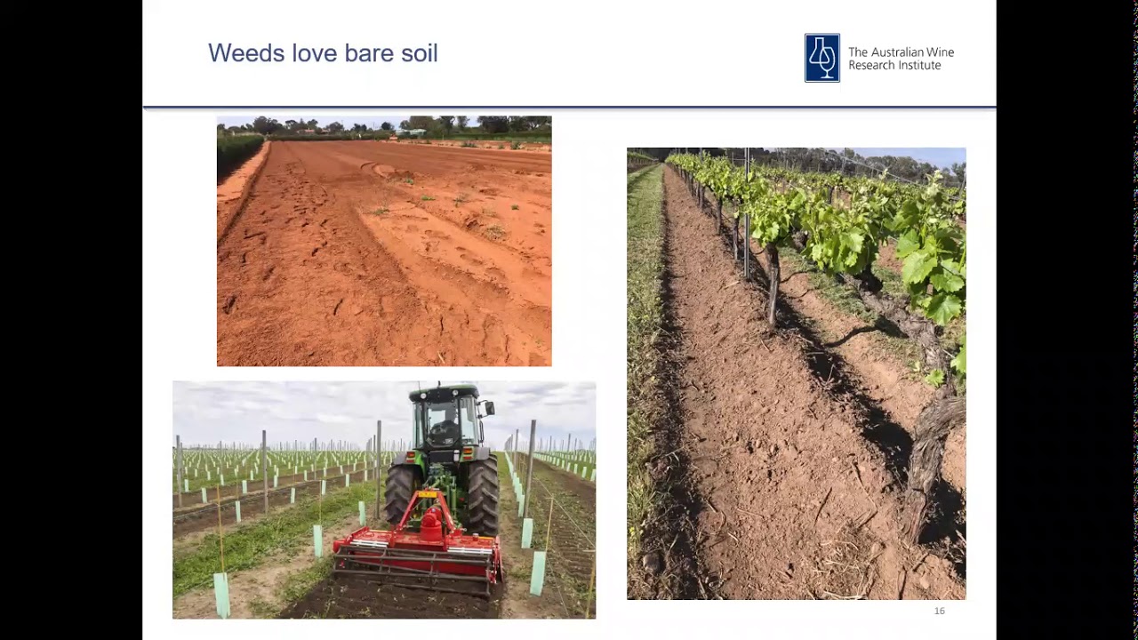 How weeds influence a vineyard