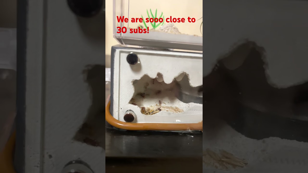 Western harvester ants from 
