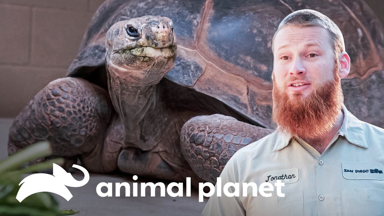 Sanando a Abigaíl, la tortuga de Galápagos | El Zoológico de San Diego | Animal Planet