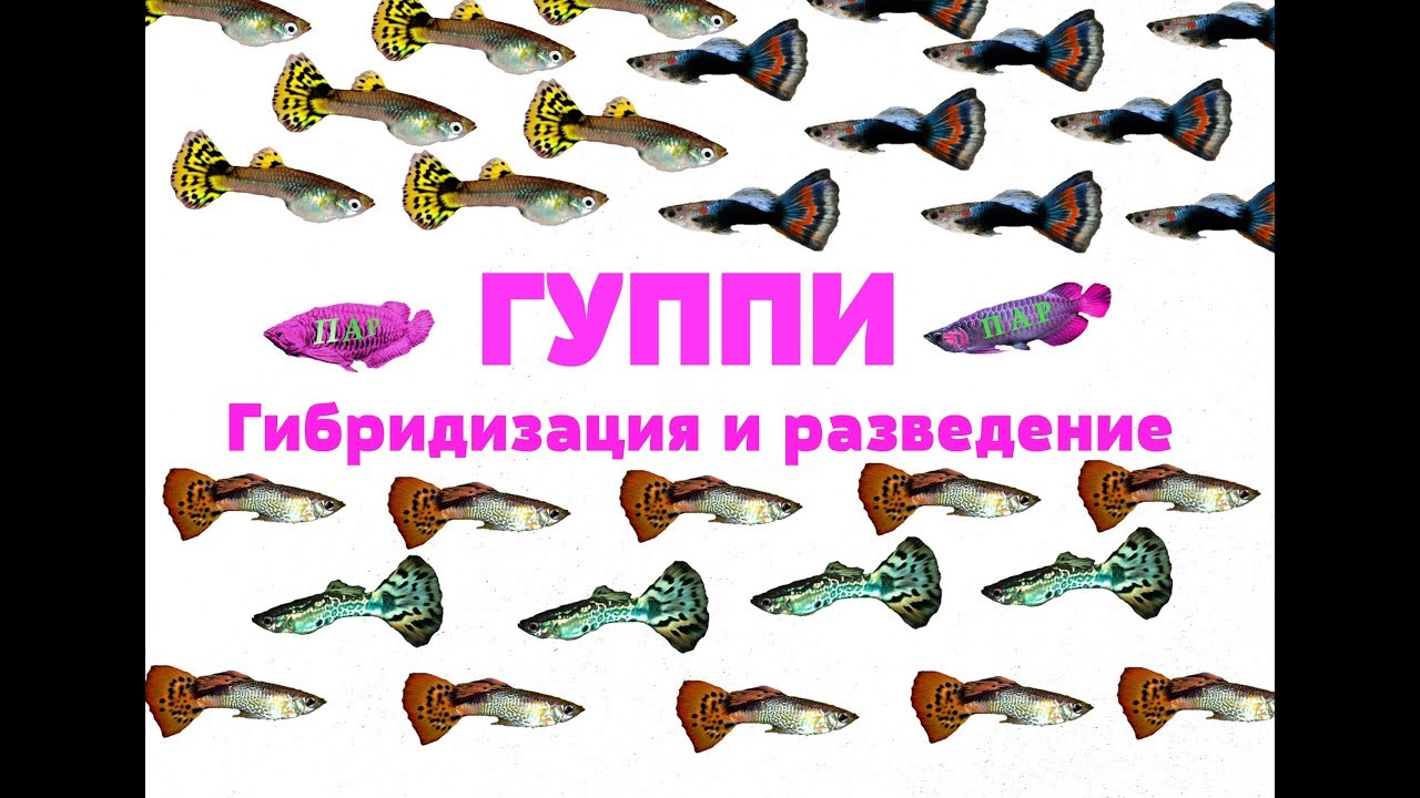 Гуппи.Гибридизация и разведение.