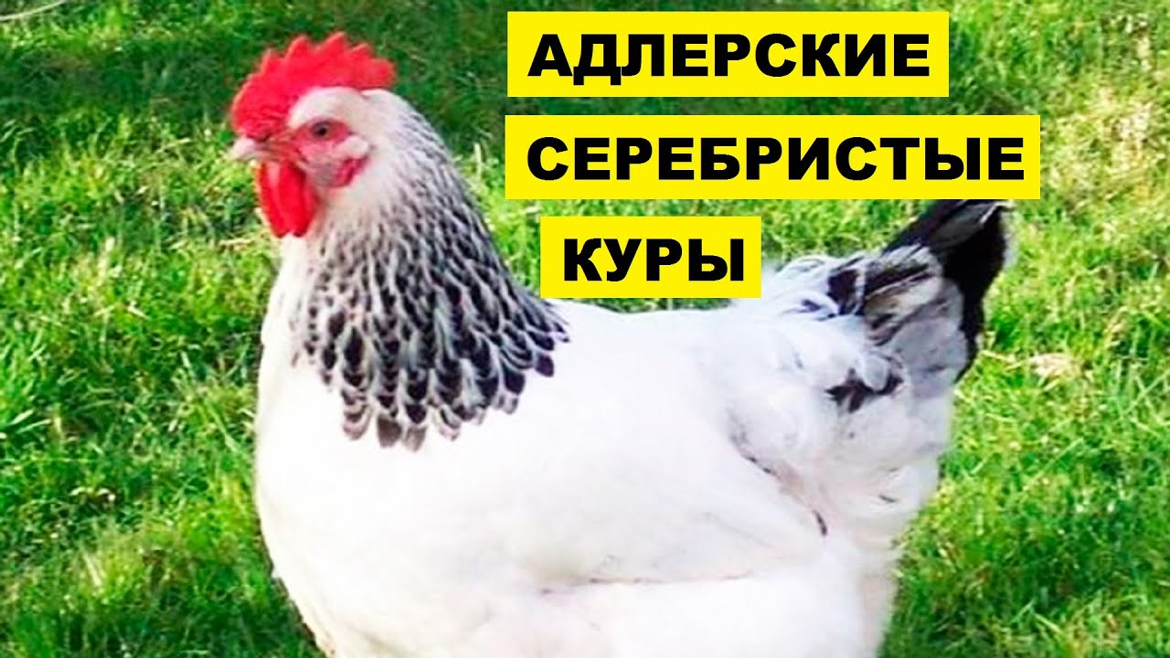 Разведение Адлерской серебристой породы кур как бизнес идея | Куры Адлерская серебристая