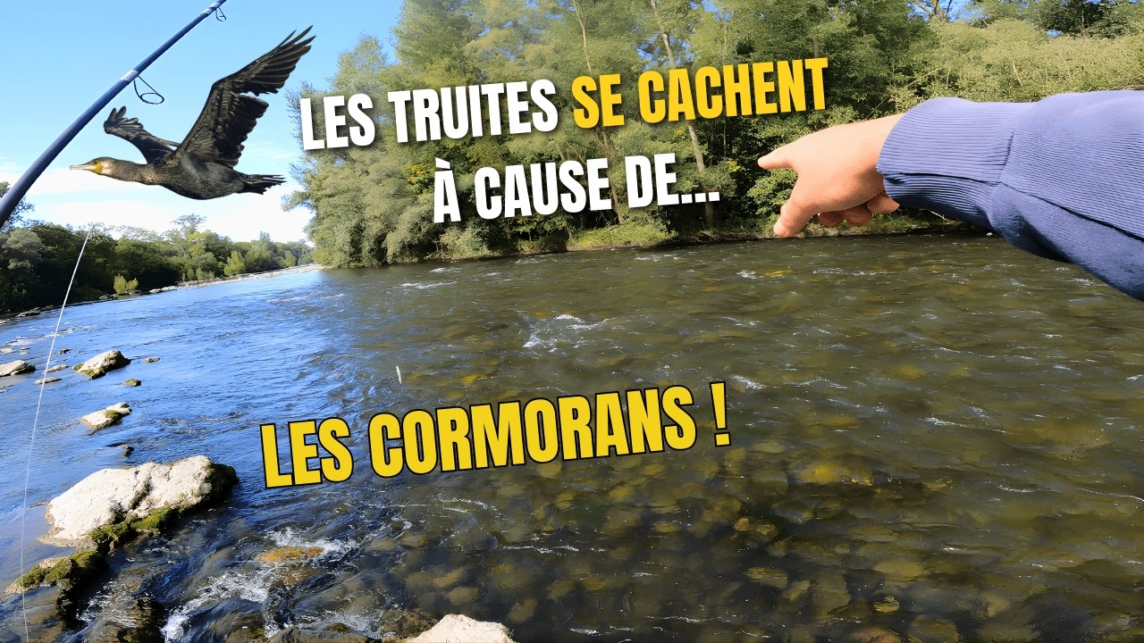 Les CORMORANS changent la position des poissons !?