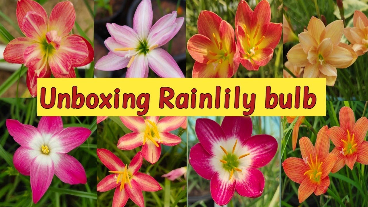 Unboxing Hybrid Rainlily bulbs || online rainlily bulb || कहां से खरीदे इतने सस्ते रैनलीली के बल्ब🪴