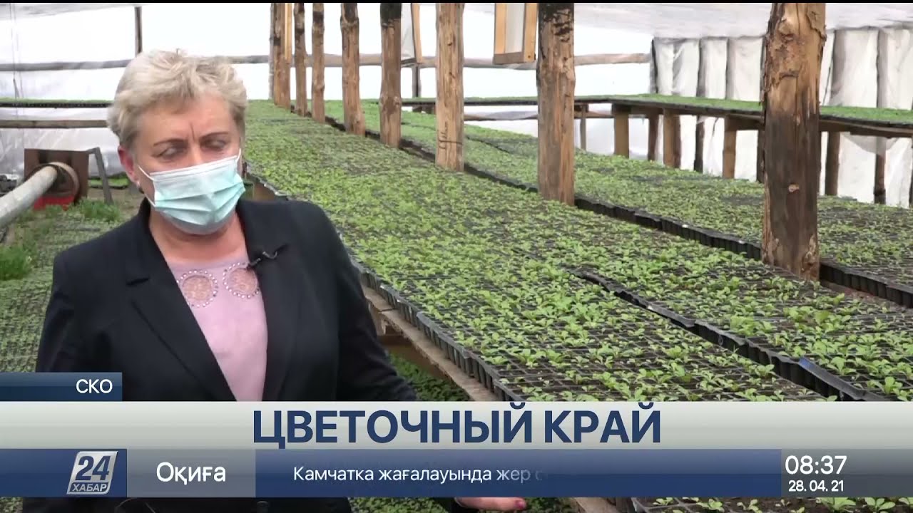 В 150 дворах села Имантау выращивают цветы для реализации