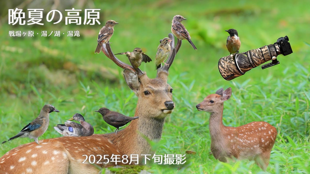 【野鳥撮影】晩夏の高原探鳥！ノビタキにカケス、カワガラス、そしてなんとニホンジカまで！