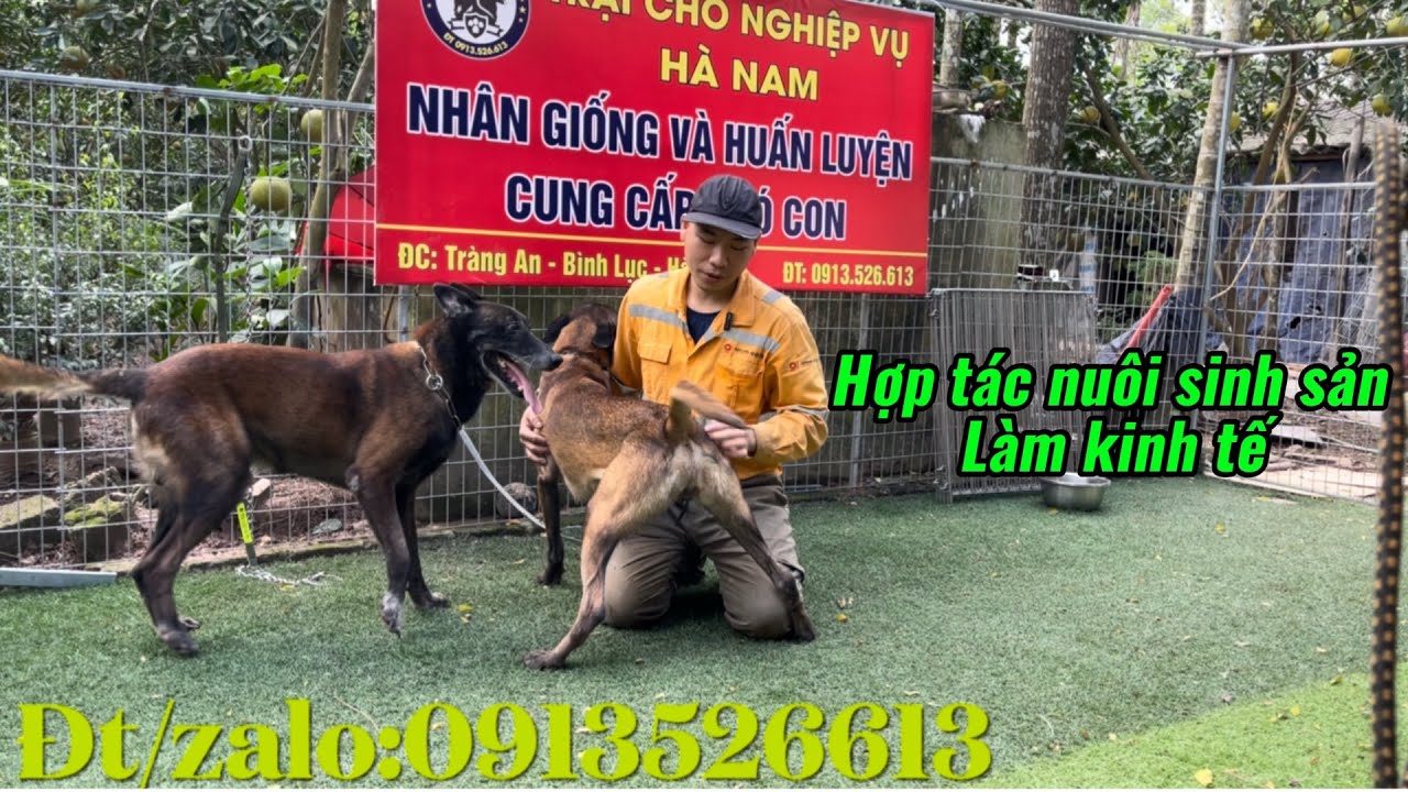 Hợp tác làm kinh tế nuôi sinh sản giống chó nghiệp vụ - #Malinois /Becgie Bỉ