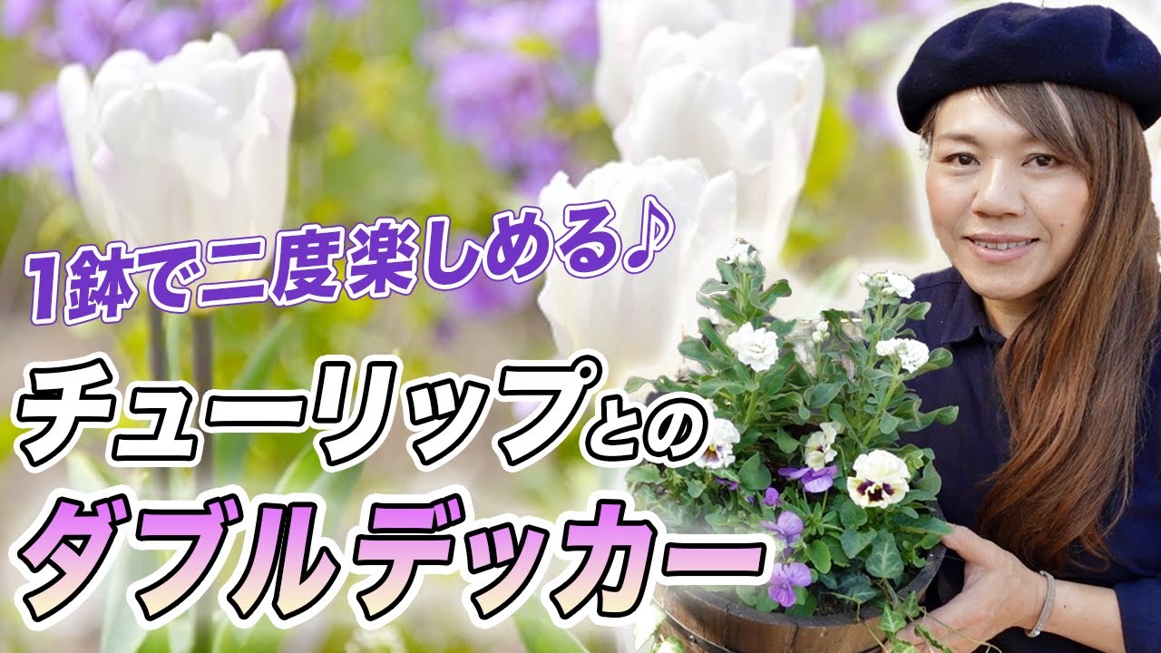 【意外と簡単！】ダブルデッカーを使ったパンジー・ビオラ・チューリップの寄せ植えをご紹介♪【初心者向け】【ガーデニング】【園芸チャンネル】