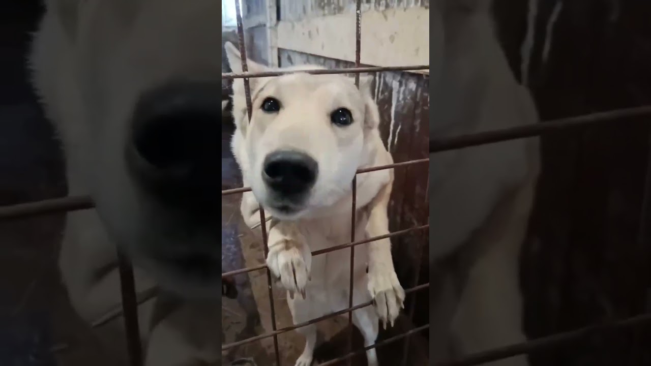 ‼️Закрыли ПКС, а собаки никому не нужны‼️🙏🐕🐕🐕 #нужнапомощь #отлов #ищутдом #собаки 