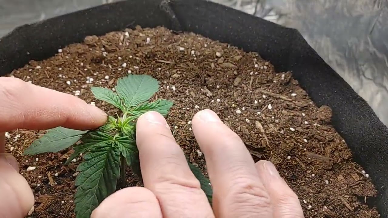 Dr Greenthumb -  Grape Gorilla Autoflower - week 2 @drgreenthumb6606