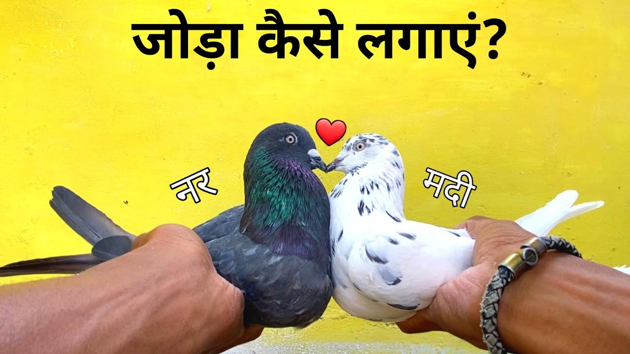 🤔 How to find a pair of pigeons? || Use this method, you will find a pair in 1 day || How to make...