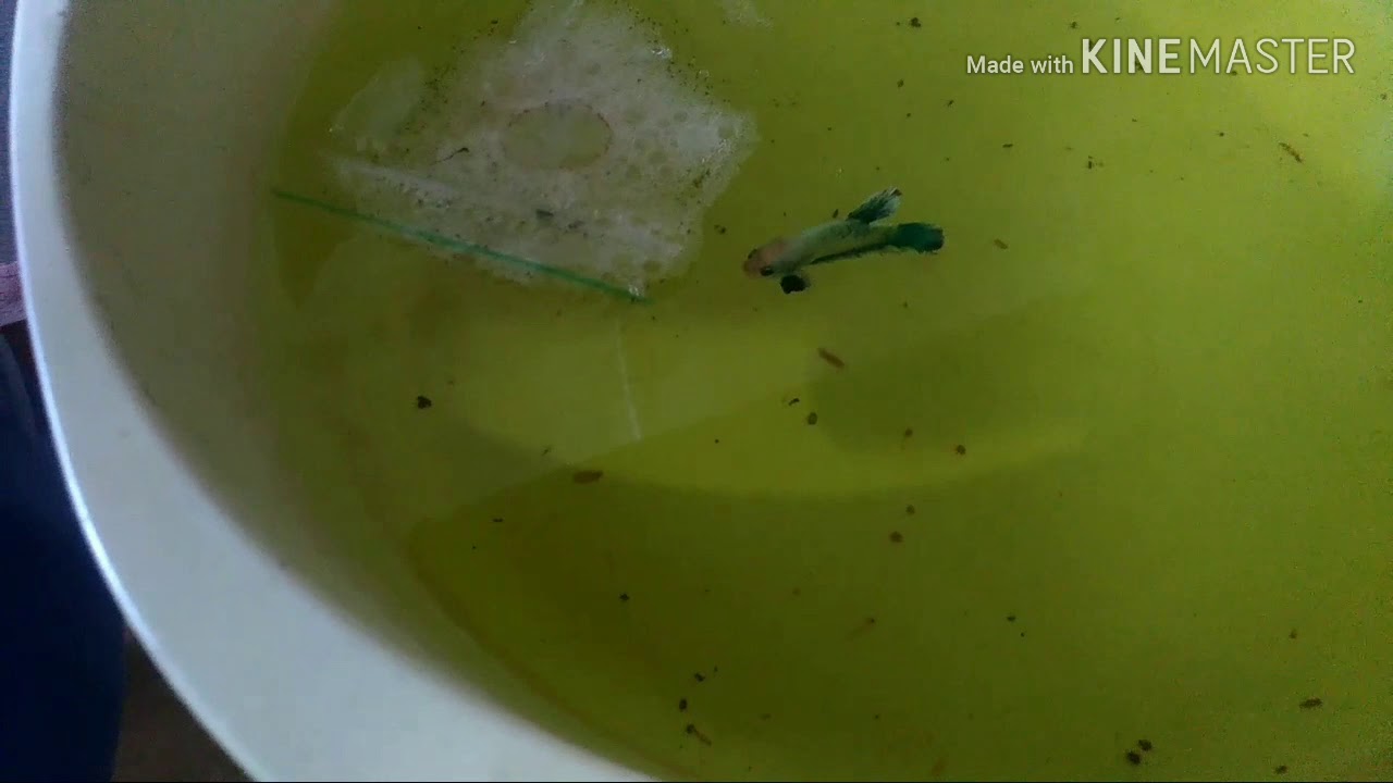 Reprodução de Bettas sem frescura 📌🇧🇷