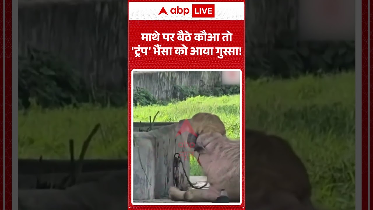 Trump Buffalo Viral Video | माथे पर बैठे कौआ तो 'ट्रंप' भैंसा को आया गुस्सा!  | #shorts #viralnews