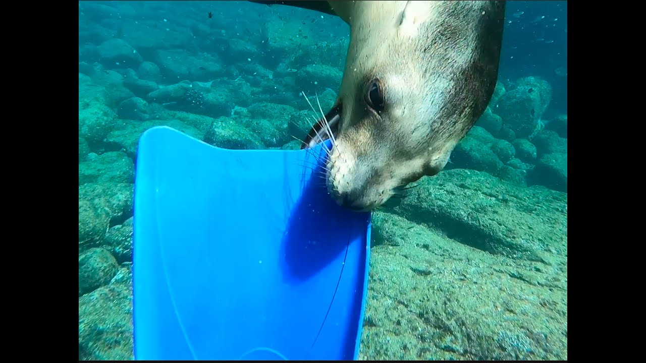 La Paz Scuba Adventure: Seals, Colorful Fish, and a Dolphin-Filled Boat Ride